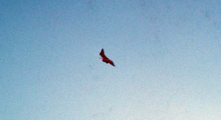 aug_66_31b_adj